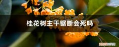 桂花树截断树干还能活吗 桂花树主干锯断会死吗