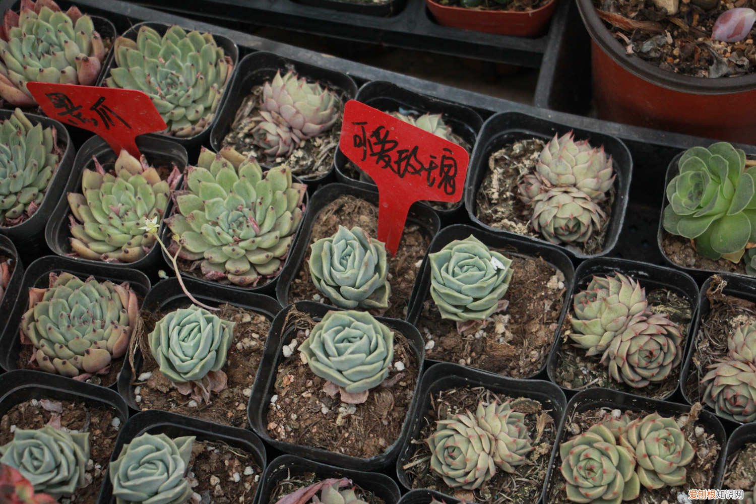 可爱玫瑰多肉怎么养爆盆 可爱玫瑰怎么爆盆