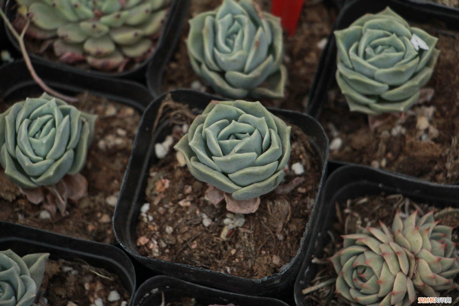 可爱玫瑰多肉怎么养爆盆 可爱玫瑰怎么爆盆