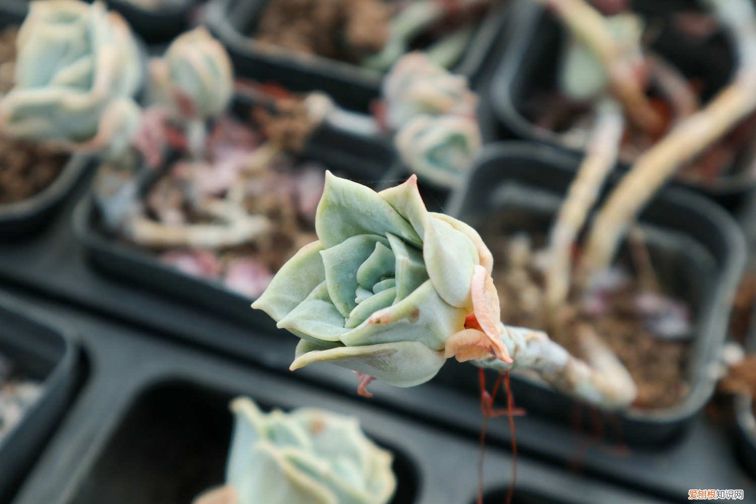 可爱玫瑰多肉怎么养爆盆 可爱玫瑰怎么爆盆