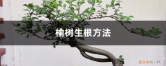 榆树怎么接根 榆树的生根方法