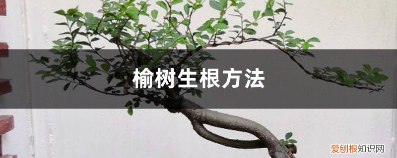 榆树怎么接根 榆树的生根方法