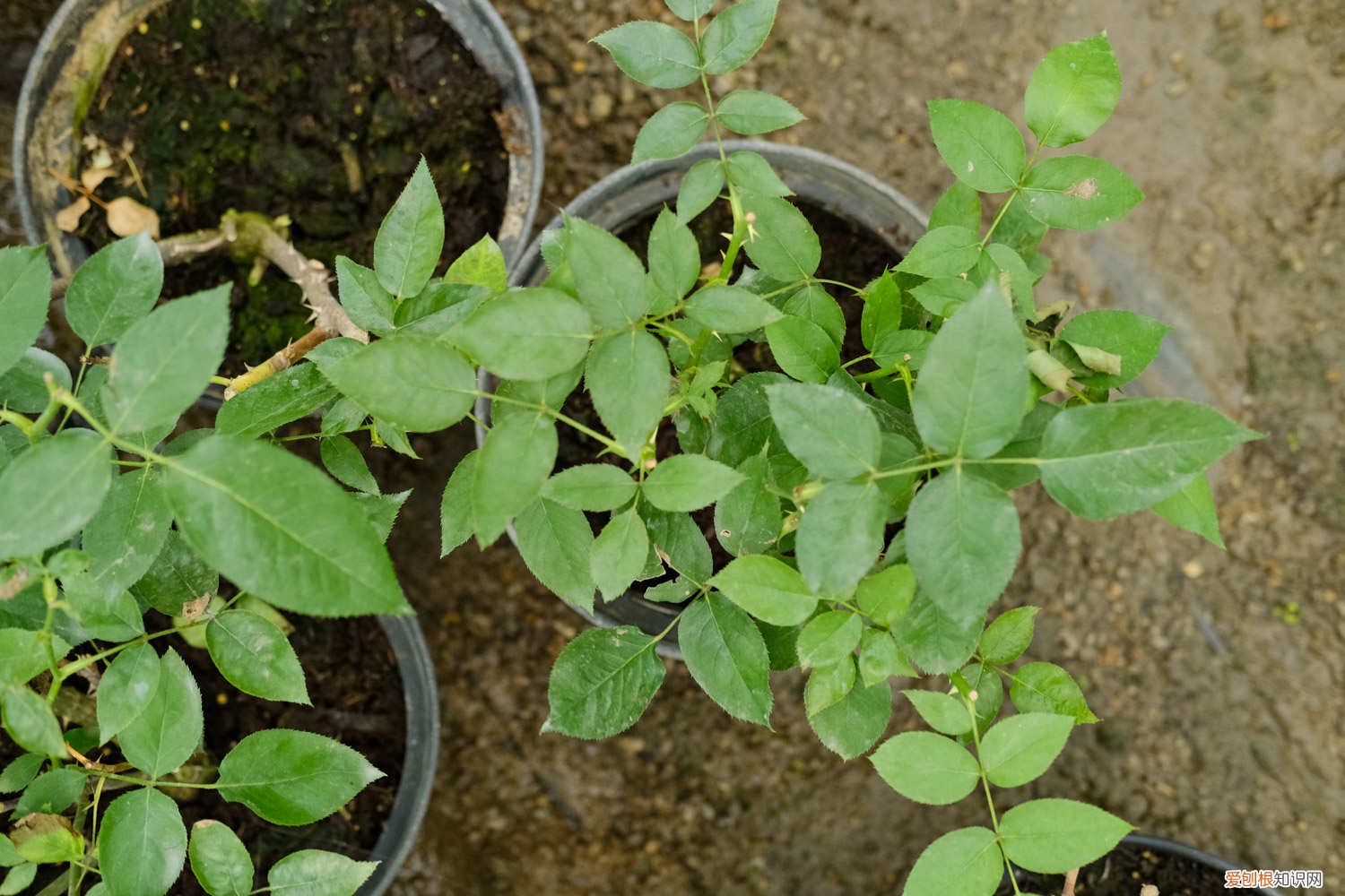 月季花如何嫁接何时嫁接 月季花嫁接技术和方法