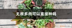 无根多肉可以直接种吗 无根多肉可以直接种吗