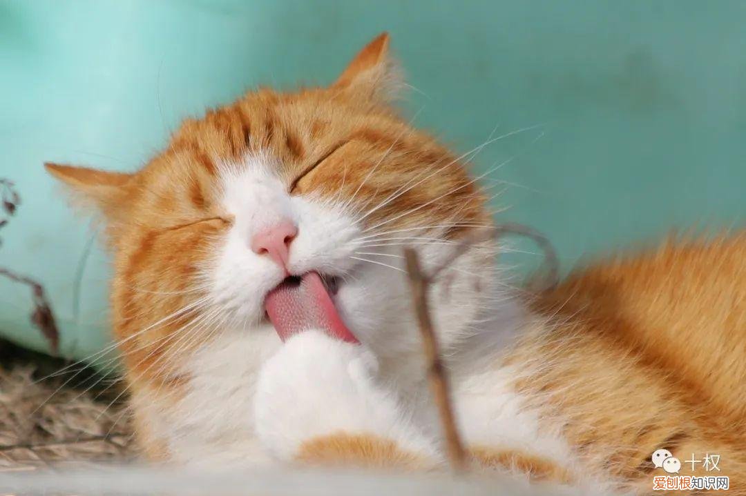 猫会有报复心理吗，欠债不还“猫咪卖身抵债”，活物也能司法拍卖？