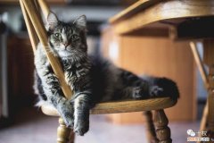 猫会有报复心理吗，欠债不还“猫咪卖身抵债”，活物也能司法拍卖？