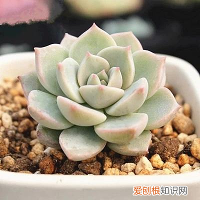怎么让开花植物更好的开花，学会这几个养花小技巧，植物疯着长，一个月就能爆盆