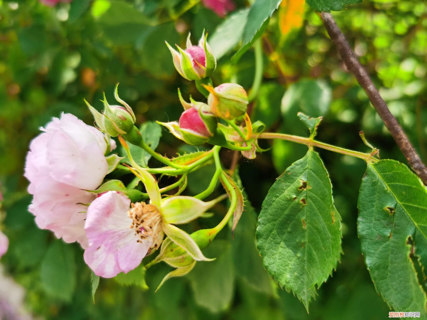 红木香几年开花,花期是什么时候?它属于蔷薇科吗? 红木香蔷薇长多久开花，红木香与蔷薇的区别