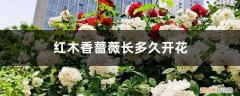 红木香几年开花,花期是什么时候?它属于蔷薇科吗? 红木香蔷薇长多久开花，红木香与蔷薇的区