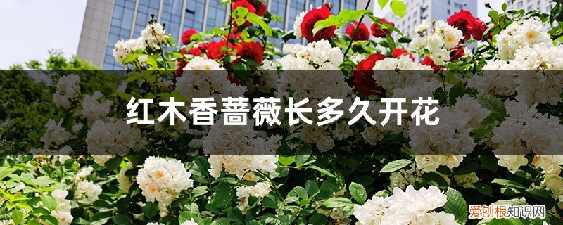 红木香几年开花,花期是什么时候?它属于蔷薇科吗? 红木香蔷薇长多久开花，红木香与蔷薇的区别