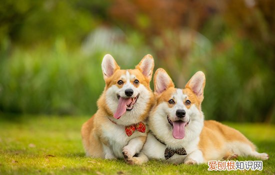 柯基怎么养攻略 柯基要怎么养
