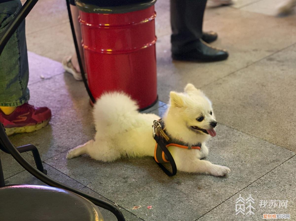 集中隔离带的宠物怎么办，主人被隔离，家中宠物如何处理？专家：社区治理应多一份“温度”