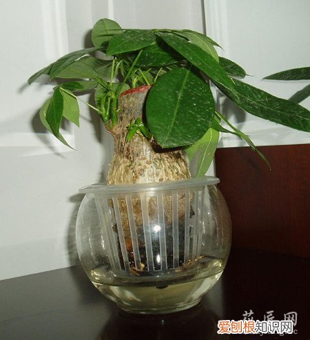 怎样水培发财树要详细 发财树的水培方法以及注意事项