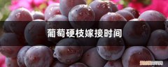 葡萄冬季硬枝嫁接技术图解 葡萄硬枝嫁接时间