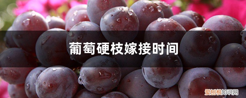 葡萄冬季硬枝嫁接技术图解 葡萄硬枝嫁接时间