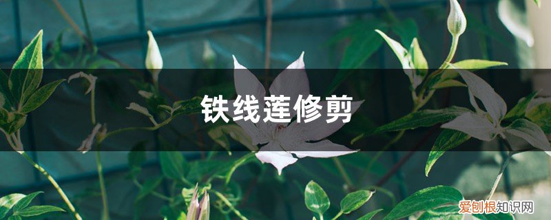 铁线莲修剪残花 铁线莲修剪