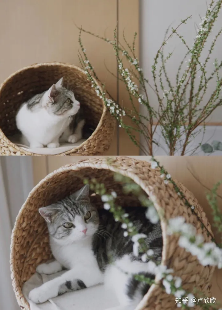 养花小技巧:收到鲜花后,要如何醒花才能延长花期呢?，养花小技巧