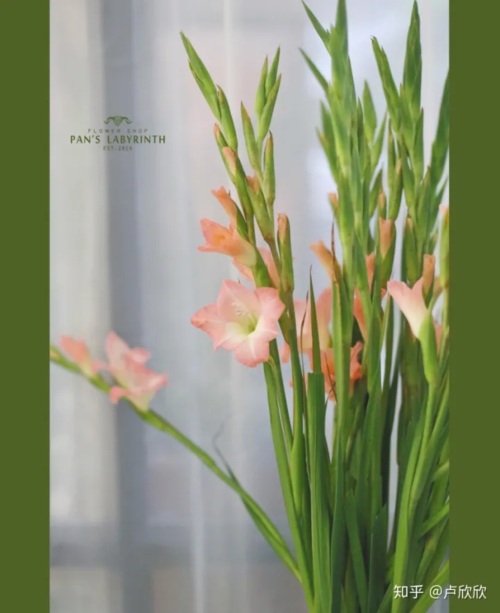 养花小技巧:收到鲜花后,要如何醒花才能延长花期呢?，养花小技巧