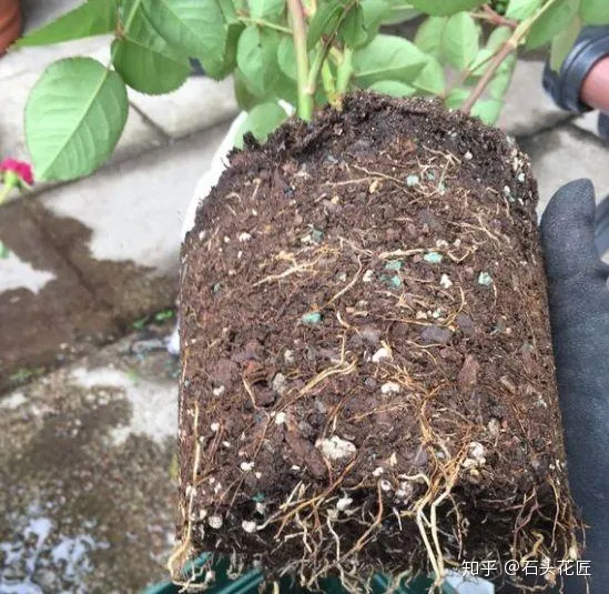 农村养花匠茶花视频大全，春天养花，石头花匠教你“4句”口诀，都是养花“妙招”