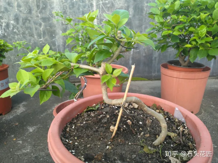 农村养花匠茶花视频大全，春天养花，石头花匠教你“4句”口诀，都是养花“妙招”
