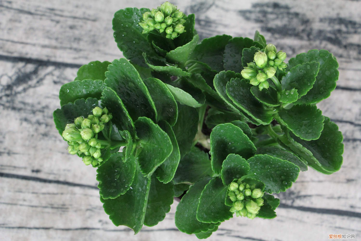 长寿花几天浇一次水浇水的方法是什么 长寿花几天浇一次水