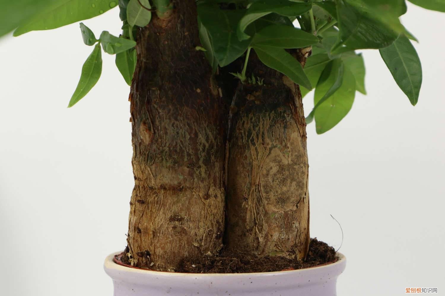 发财树几天浇一次水,需要光照吗? 发财树几天浇一次水