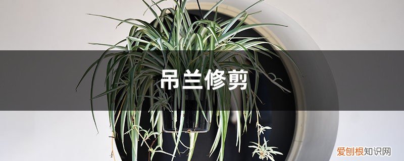 吊兰修剪后怎么处理 吊兰修剪