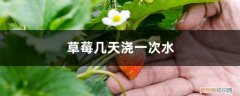 草莓几天浇一次水根会死吗 草莓几天浇一次水