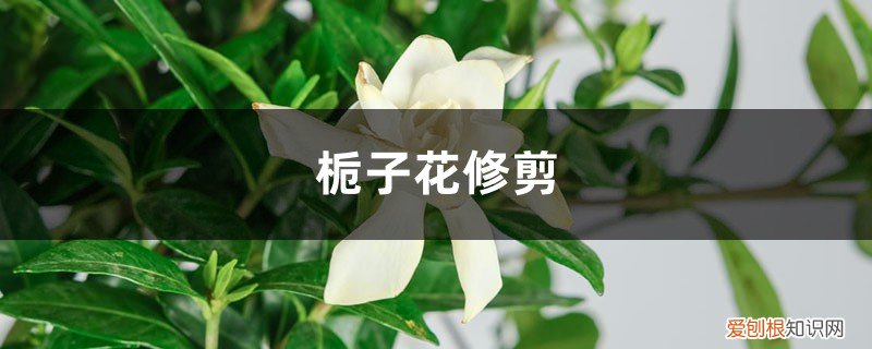 栀子花修剪花枝的技巧 栀子花修剪
