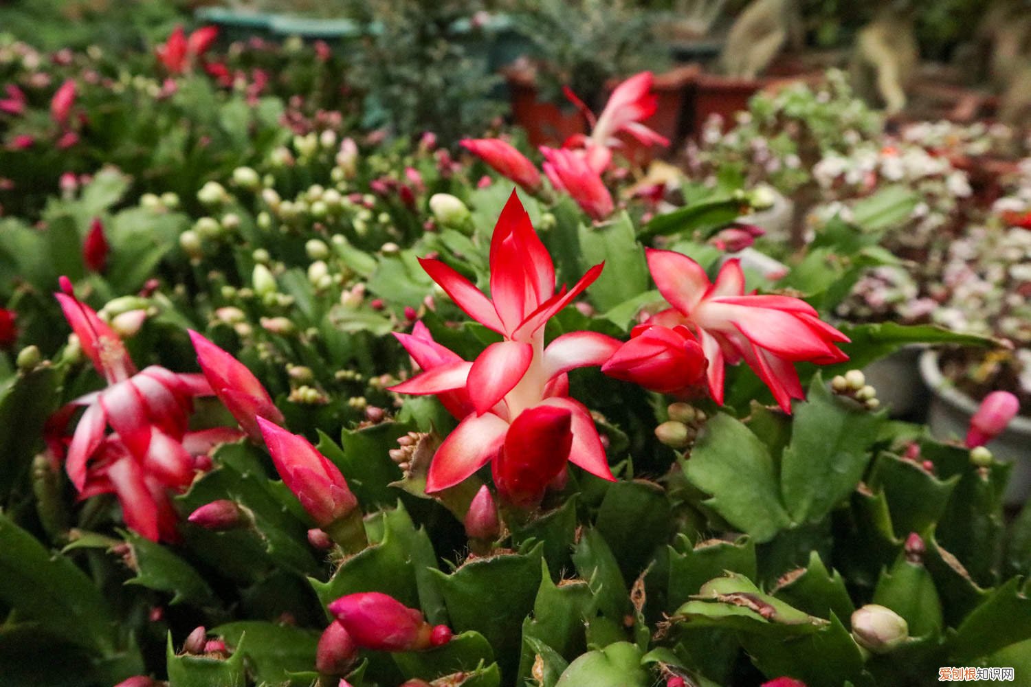 蟹爪兰修剪完长出小红叶子 蟹爪兰修剪