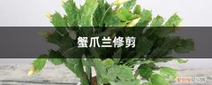 蟹爪兰修剪完长出小红叶子 蟹爪兰修剪