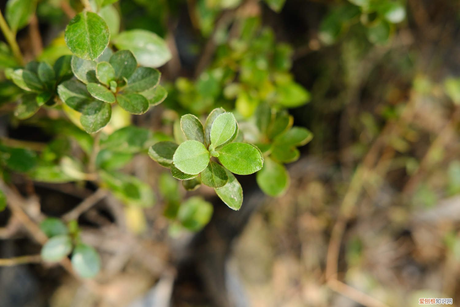 杜鹃花盆景怎样修剪 杜鹃花盆景如何修剪，杜鹃花修剪方法图解