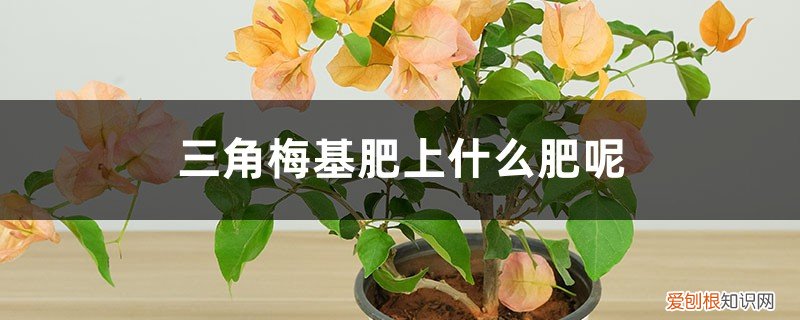 三角梅用啥肥料花开更多 三角梅基肥上什么肥呢，三角梅开花上什么肥