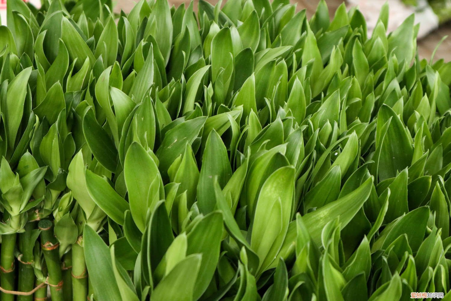 水养富贵竹可以加糖吗 水培富贵竹可以放糖吗，水培富贵竹加多少水