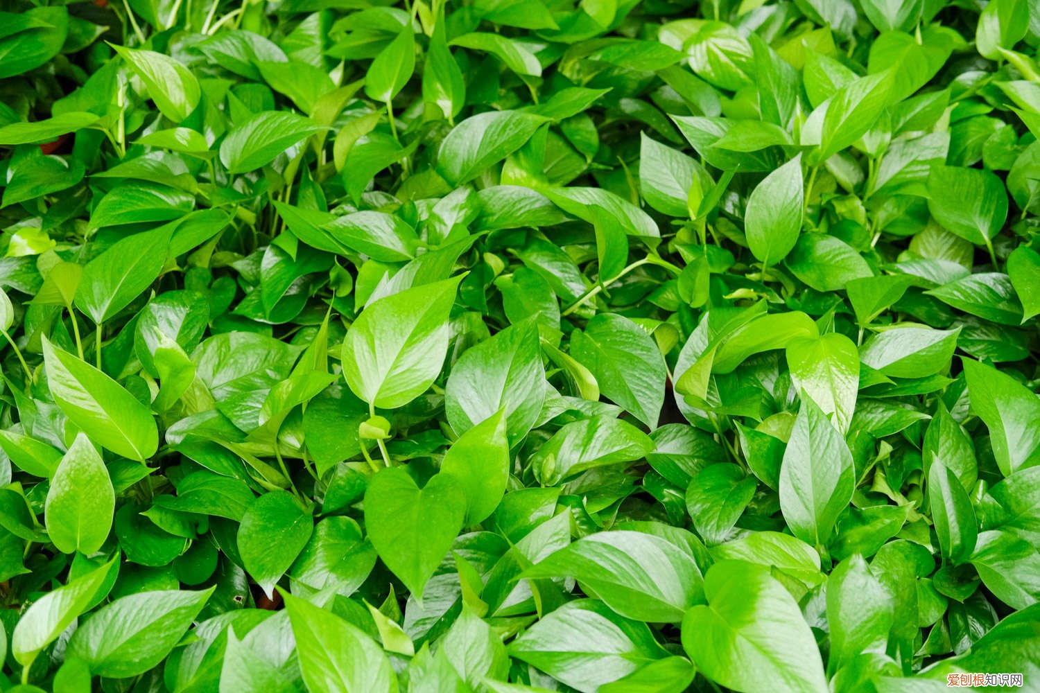 鸡蛋可以放在绿萝里面吗 绿萝里面放个鸡蛋好吗，养绿萝能直接放鸡蛋吗