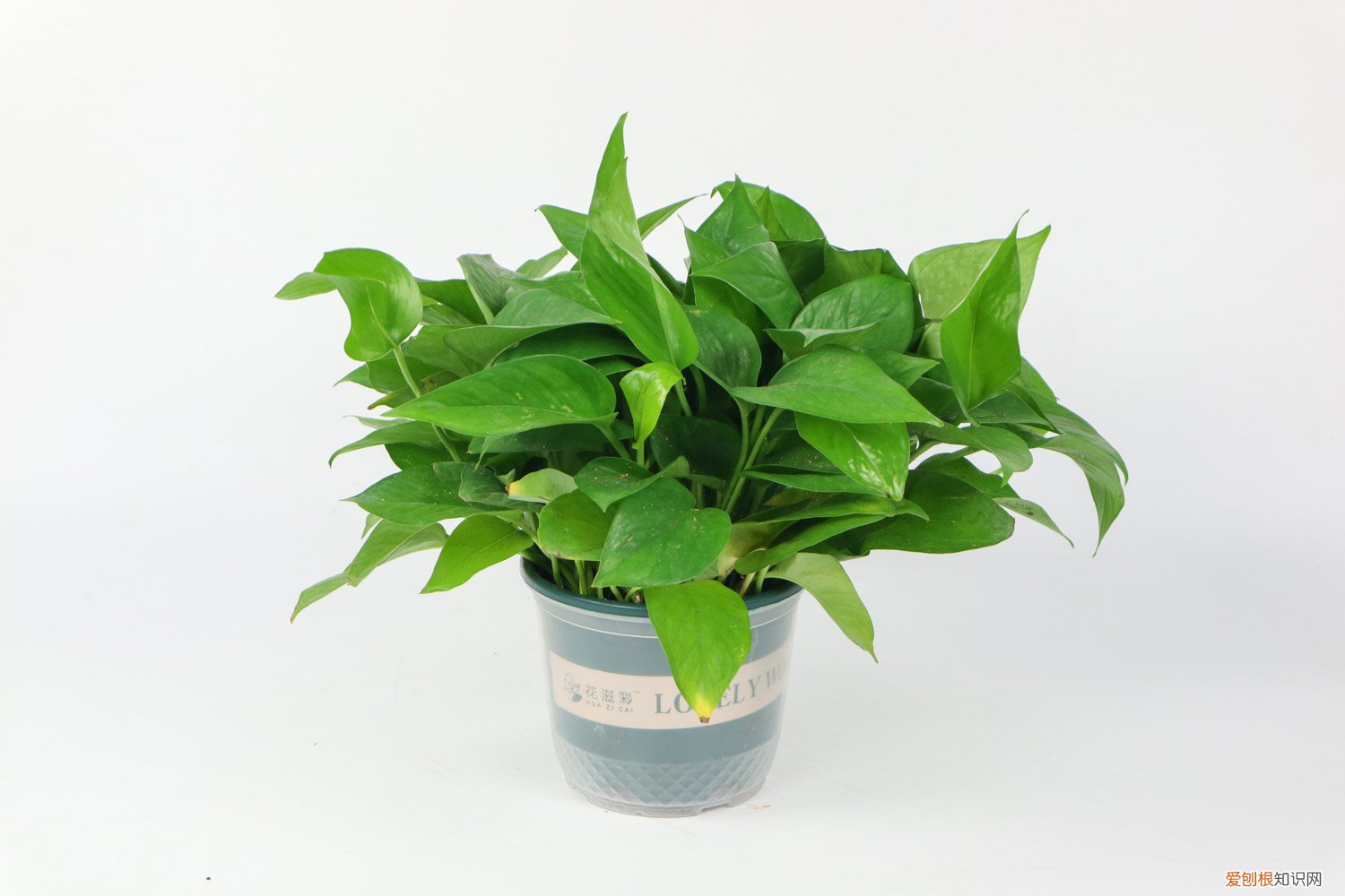 鸡蛋可以放在绿萝里面吗 绿萝里面放个鸡蛋好吗，养绿萝能直接放鸡蛋吗