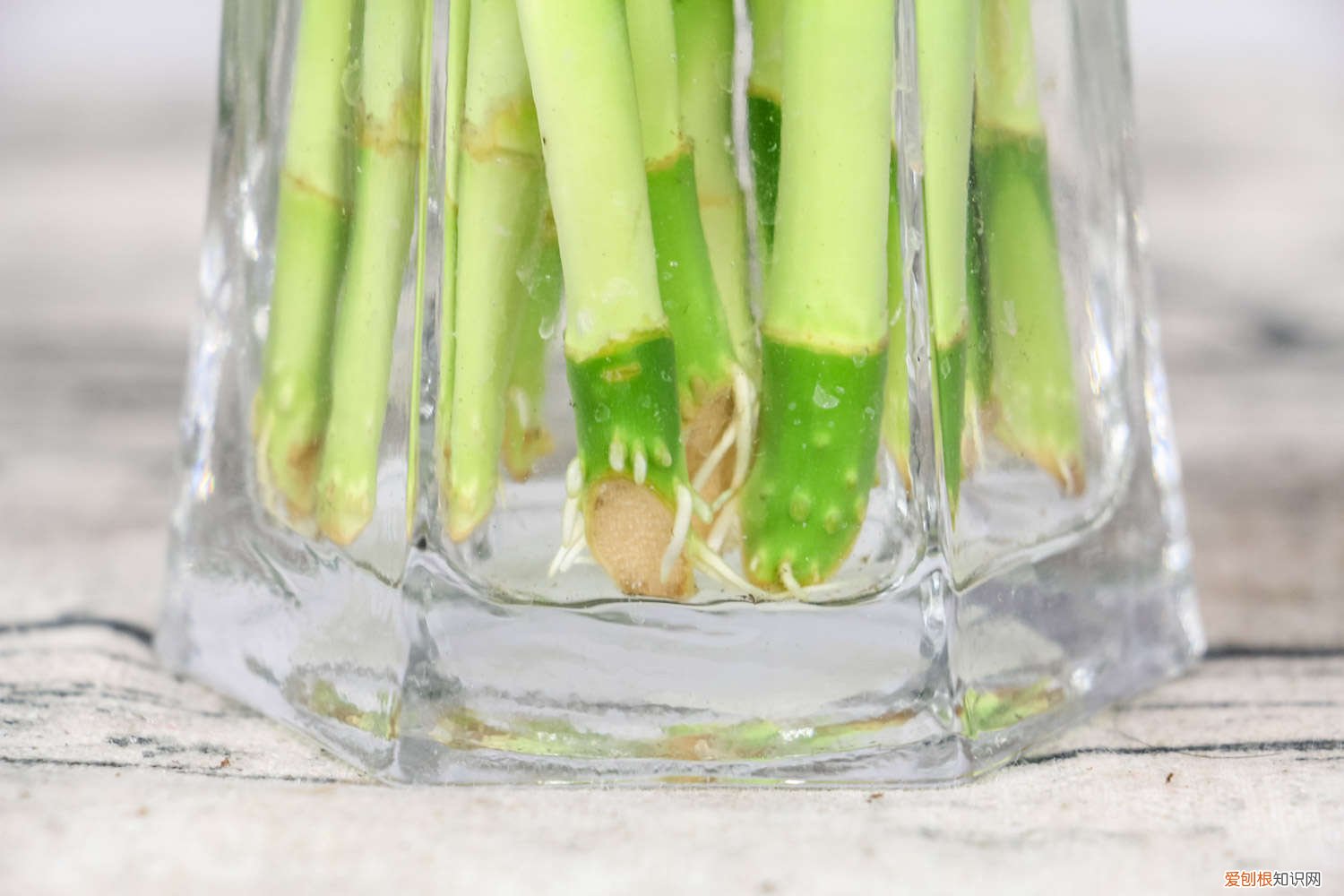 富贵竹冬天怎么养才能安全过冬水培 冬天零下怎么养富贵竹，水培富贵竹冬天怎么养