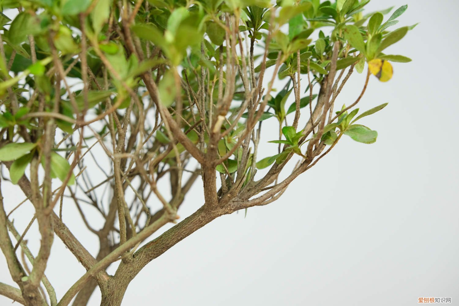 杜鹃花盆景的养殖方法和注意事项 杜鹃花盆景怎么养护,杜鹃花盆景造型