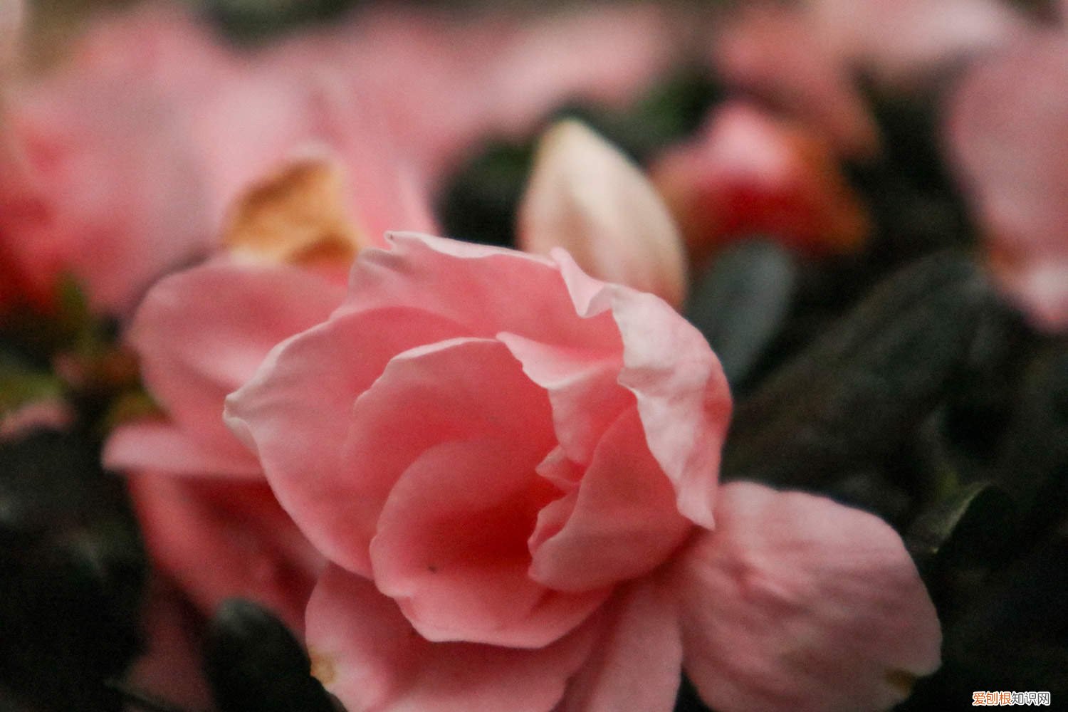 杜鹃花开完花以后怎么修剪 杜鹃花开完花怎么修剪，盆栽杜鹃修剪方法图