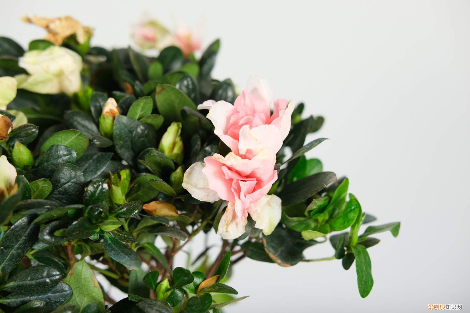 冬天的杜鹃花怎么养 冬天杜鹃能栽活吗,杜鹃冬天怎么养