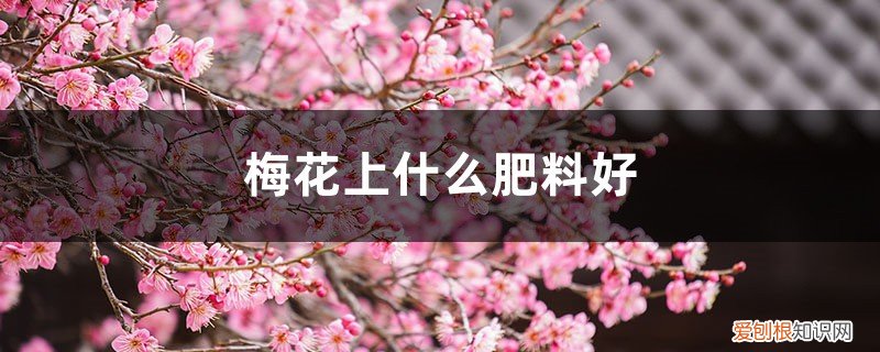 盆栽梅花施肥 梅花上什么肥料好,梅花结果实吗
