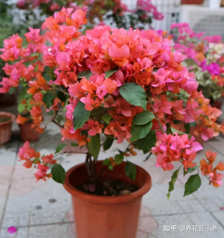 养花小知识一般养花什么，总结养花“十大问题”，只要学会，你就是养花大神