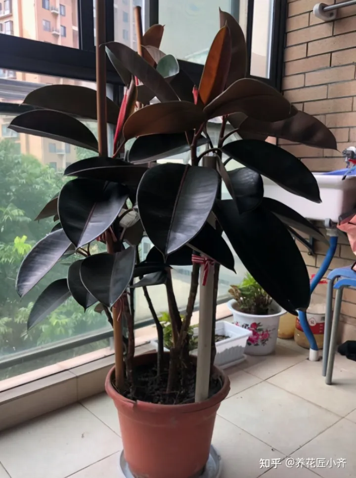 养花小知识一般养花什么，总结养花“十大问题”，只要学会，你就是养花大神