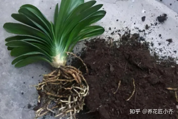 养花小知识一般养花什么，总结养花“十大问题”，只要学会，你就是养花大神