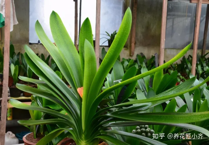 养花小知识一般养花什么，总结养花“十大问题”，只要学会，你就是养花大神