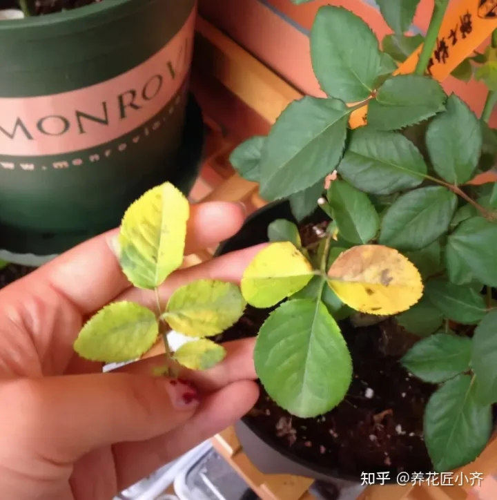 养花小知识一般养花什么，总结养花“十大问题”，只要学会，你就是养花大神