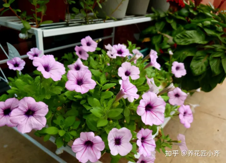 养花小知识一般养花什么，总结养花“十大问题”，只要学会，你就是养花大神