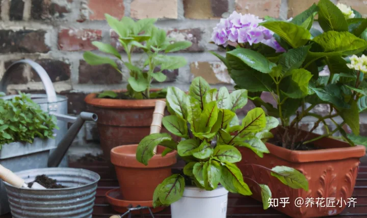 养花小知识一般养花什么，总结养花“十大问题”，只要学会，你就是养花大神