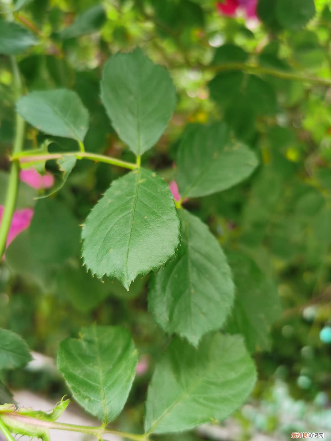 蔷薇的修剪方法 蔷薇修剪时间和方法