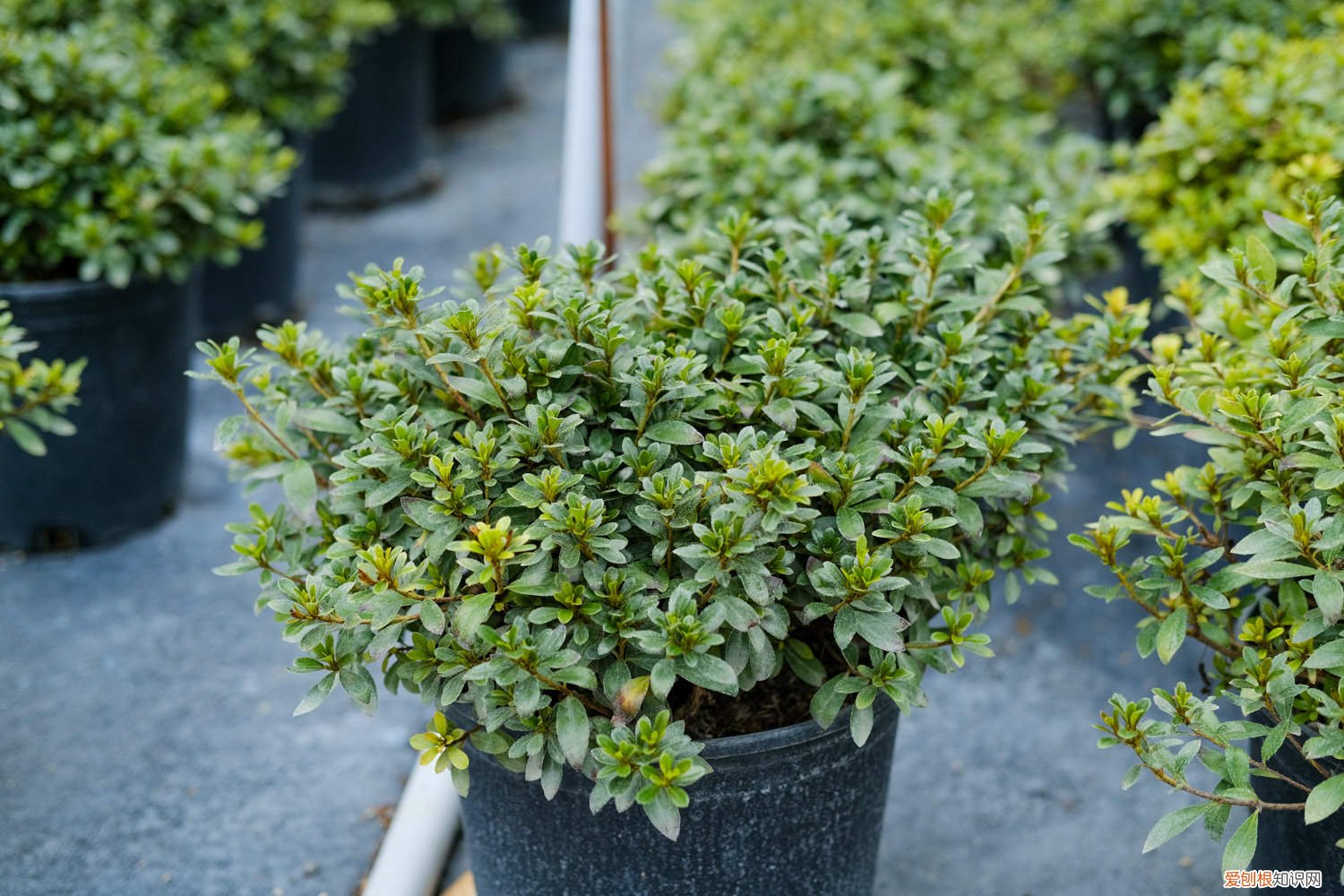 杜鹃花开败以后怎么修剪 杜鹃花怎么修剪，杜鹃花开败后如何修剪